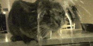 Quand je regarde le client se servir de l'appli