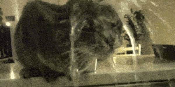 Quand je regarde le client se servir de l'appli