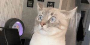 Quand je me retrouve dans une réunion où personne ne sait parler technique