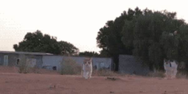 Quand je revois le code du stagiaire juste avant sa mise en prod