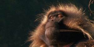 Le dev senior qui me regarde coder après m'avoir donné la piste pour corriger mon bug