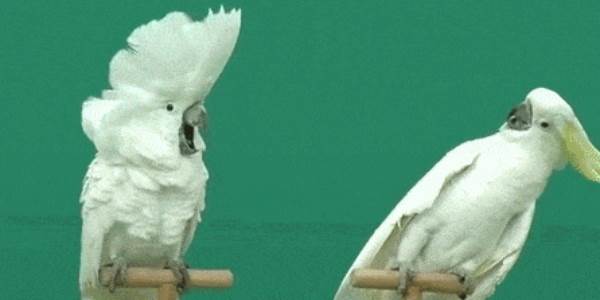 Quand un collègue balance que je suis responsable d'un bug bloquant en réunion d'équipe