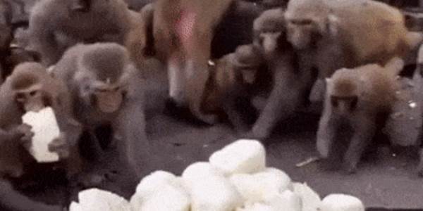 Quand quelqu'un ramène des viennoiseries dans l'open space