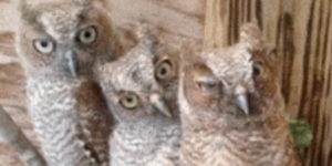 Quand le commercial essaie de nous expliquer les contraintes techniques du projet