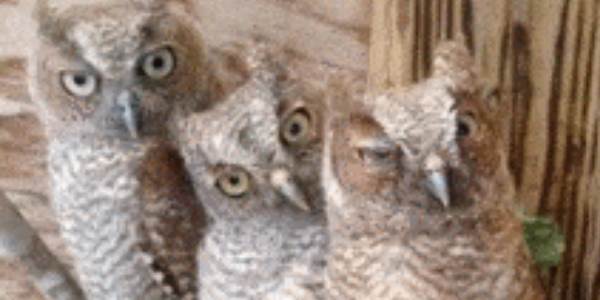 Quand le commercial essaie de nous expliquer les contraintes techniques du projet