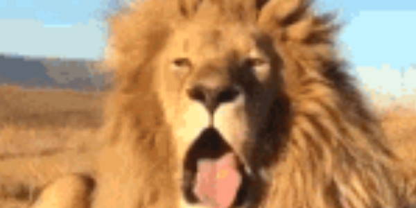 Quand je n'ai pas encore pris mon premier café de la journée