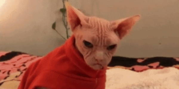 Quand je vais voir le sysadmin pour lui demander une faveur