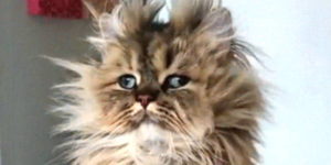 Quand j'arrive au bureau après avoir passé ma nuit à débuguer