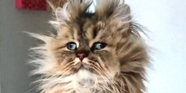 Quand j'arrive au bureau après avoir passé ma nuit à débuguer