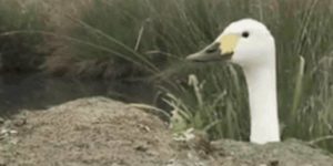 Quand j'arrive au bureau et que les collègues s'apprêtent à lancer un git blame