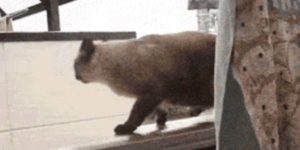 Quand je pense pouvoir boucler mon code à temps