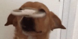 Quand je surveille de près la compilation