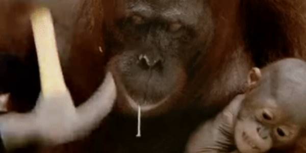 Quand je regarde les utilisateurs se servir de l'appli