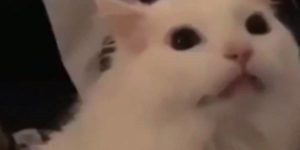 Quand j'en suis à ma 10ème compilation et que ça marche toujours pas