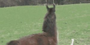 Quand on m'annonce que ma livraison vient de casser la prod