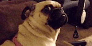 Quand le chef me demande si j'ai déjà fait un peu de PHP dans le passé