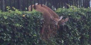 "Ah oui mais là je t'avoue que c'est quand même corsé comme truc"