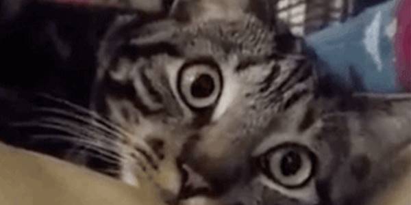 Quand je tombe sur un if (false)