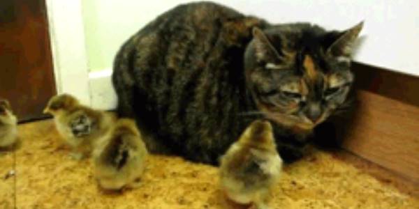 Quand je me reconnecte sur le chat d'entreprise après mes vacances et que j'ai déjà plein de notifs