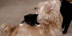 Quand on m'attribue un stagiaire