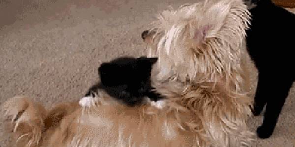 Quand on m'attribue un stagiaire