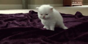 Quand ça fait 3 heures que je suis dans une visio avec les commerciaux