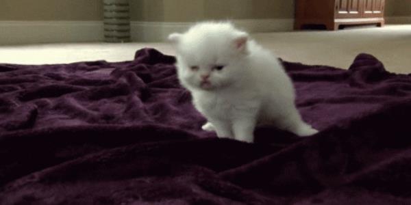 Quand ça fait 3 heures que je suis dans une visio avec les commerciaux