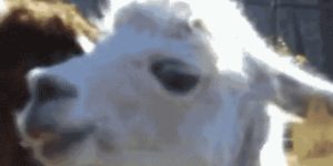 Quand le binôme m'annonce qu'il a modifié "un petit truc de rien du tout" dans mon code