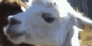 Quand je fais autre chose pendant la visio et que tout à coup j'entends mon nom