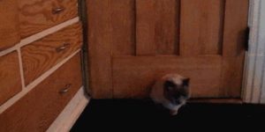 Quand je trouve une solution toute simple à mon problème sur Stack Overflow