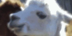 Quand le binôme me dit qu'il a modifié un petit truc dans mon code