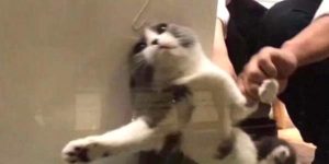 C'était beau d'y croire