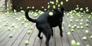 Quand je jette un oeil aux bibliothèques embarquées dans le projet