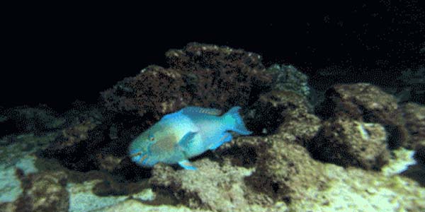 Quand toute l'équipe se met à chercher d'où vient le bug bloquant qu'on nous a remonté