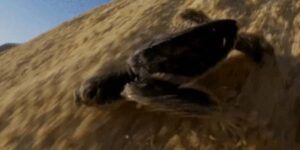 Quand je lance le stagiaire sur sa première mise en prod