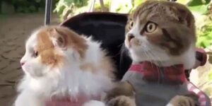 Quand on rejoint la réunion de COPIL et qu'on sait qu'on va se faire défoncer