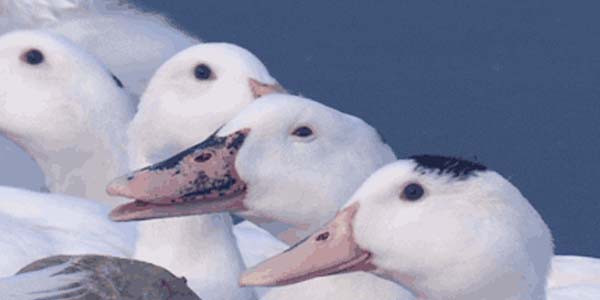 Quand mon easter egg passe inaperçu en présentation client