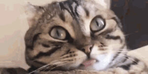 Quand je rejoins le daily depuis mon smartphone et que j'ai oublié de couper la caméra