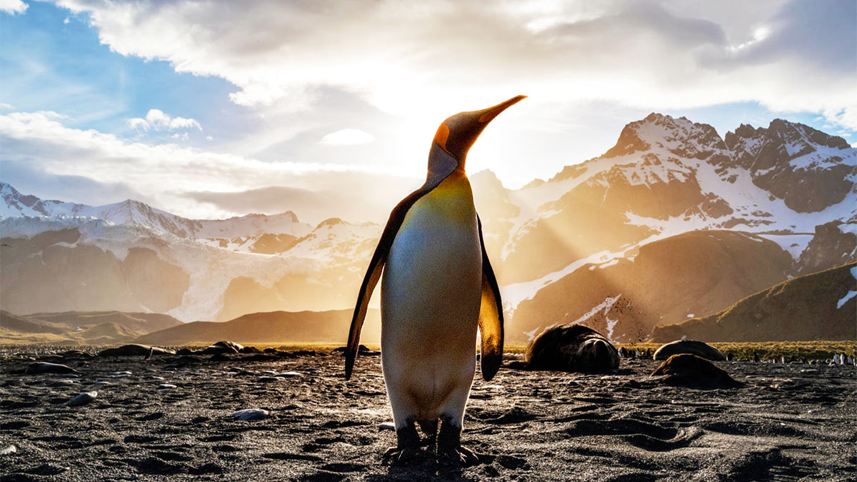 Asahi Linux est la première distribution à supporter les puces Apple Silicon