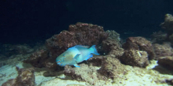 Quand les commerciaux sont à la recherche d'un dev pour leur démo client