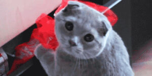 Quand le chef me surprend sur Les Joies du Code alors que je suis censé bosser sur un correctif urgent