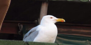 i c'est pour les boucles de toute façon
