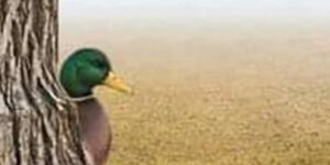 Ah ben oui, forcément