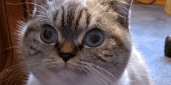 Quand j'annonce au chef que j'ai trouvé un bug bloquant et que je n'arrive pas du tout à le corriger