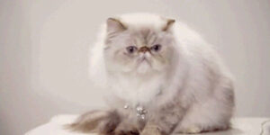 Quand je tombe sur un bug que je pensais avoir corrigé