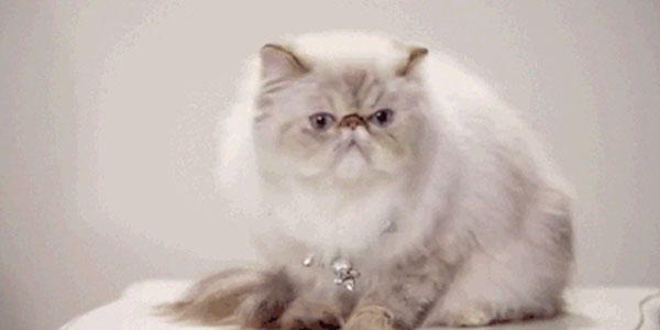 Quand je tombe sur un bug que je pensais avoir corrigé