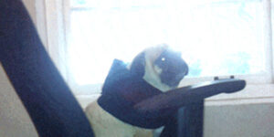 Quand je vais voir le chef après un incident de prod