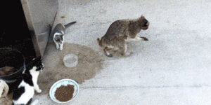 Quand je chope un bout de code d'un autre projet pour l'utiliser dans le mien