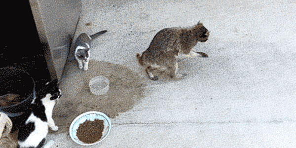 Quand je chope un bout de code d'un autre projet pour l'utiliser dans le mien