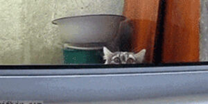 Quand le lead dev est de retour de vacances et demande qui a codé cette merde